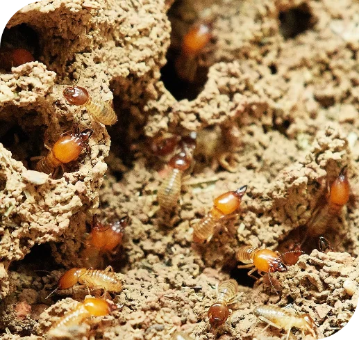 Targeting termites_colony-of-termites-pest-control