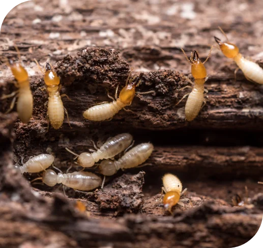 types of termites_termite-control-pest-management