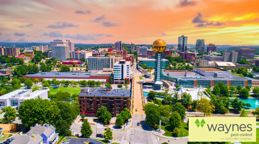 guide to knoxville tn pest control