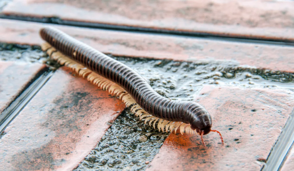 Florida millipede crawling across wet brick tile, segmented dark body with many pale legs visible